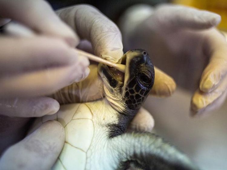 Foto: Penyu-penyu di Israel Diberi Makan Mayones, Ini Alasannya