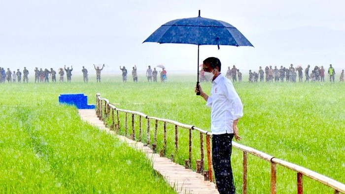 Presiden Jokowi, Selasa (23/2/2021) meninjau lokasi food estate yang terletak di Bukit Ngora Lenang, Lai Patedang, Desa Makata Keri, Kec Katiku Tana, Kab Sumba Tengah Prov NTT.