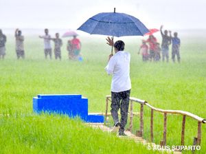 Cerita di Balik Jokowi Jalan Sendiri Susuri Sawah Saat Hujan di NTT