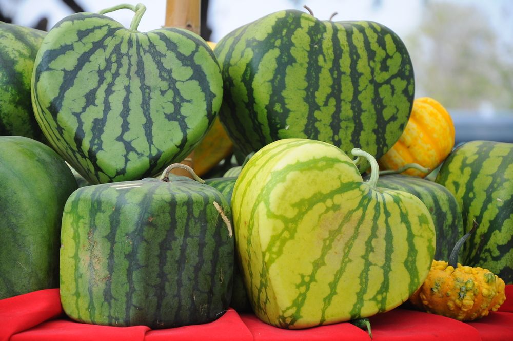 Ternyata Ini Alasan Kenapa Harga Buah di Jepang Lebih Mahal