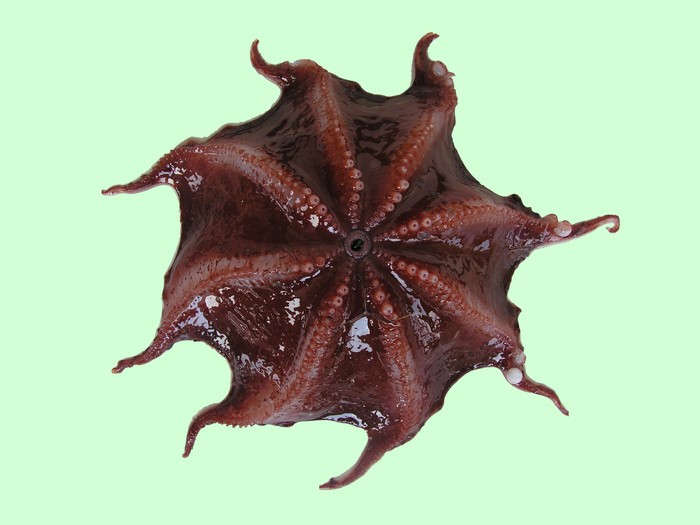 Vampyroteuthis sp atau cumi-cumi vampir yang merupakan hewan laut dalam (dok BPPT Kemenristek dan FPIK Undip)