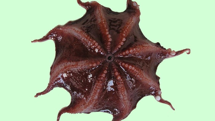 Vampyroteuthis sp atau cumi-cumi vampir yang merupakan hewan laut dalam (dok BPPT Kemenristek dan FPIK Undip)