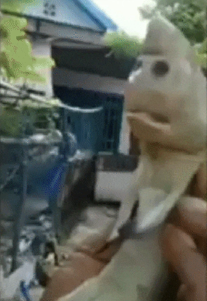 Viral ikan berwajah mirip manusia ditemukan di Rote Ndao, NTT (dok Istimewa)