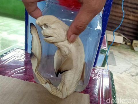 Viral ikan berwajah mirip manusia ditemukan di Rote Ndao, NTT (dok Polda NTT)