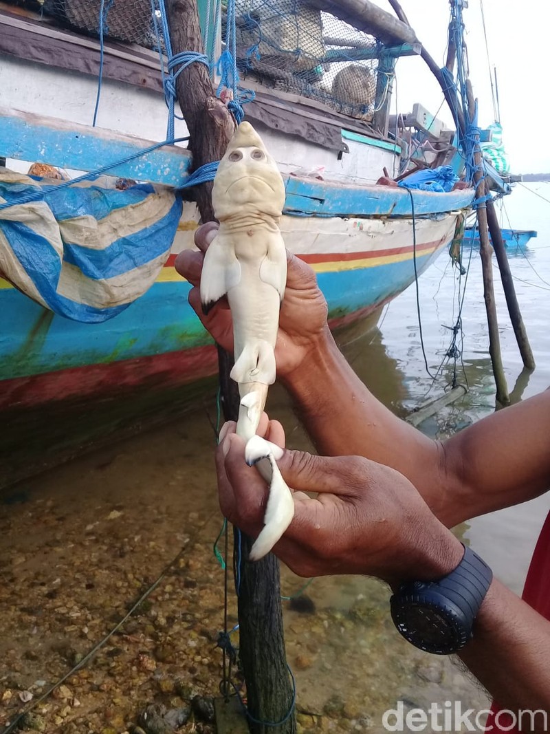 Viral ikan berwajah mirip manusia ditemukan di Rote Ndao, NTT (dok Polda NTT)