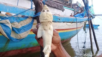 Viral ikan berwajah mirip manusia ditemukan di Rote Ndao, NTT, Indonesia yang ternyata Hiu dengan kelainan genetik. Foto: (dok Polda NTT)
