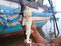 Potret 5 Hewan Ini Disebut Berwajah Mirip Manusia, Percaya Nggak?