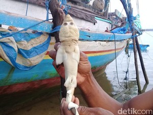 Nelayan NTT Sempat Buang Hiu Berwajah Mirip Manusia karena Takut