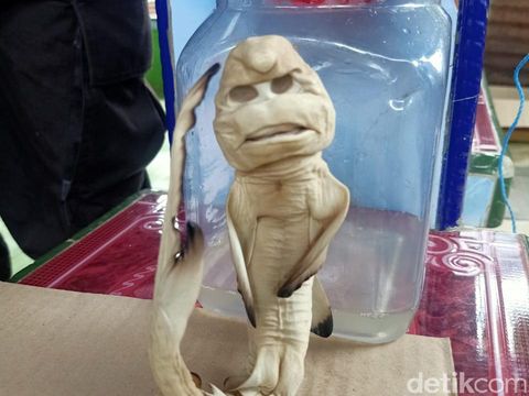 Viral ikan berwajah mirip manusia ditemukan di Rote Ndao, NTT (dok Polda NTT)