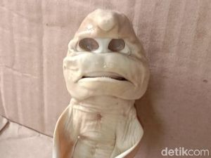 Melihat Penampakan Ikan Hiu Berwajah Mirip Manusia
