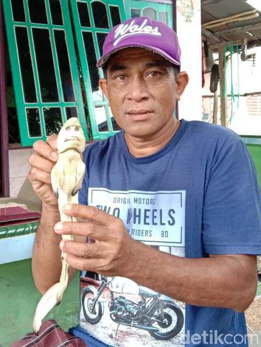 Viral ikan berwajah mirip manusia ditemukan di Rote Ndao, NTT (dok Pribadi)