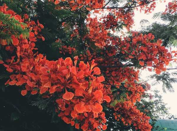 Satu lagi hutan di tengah kota yang bisa kamu kunjungi saat memilih untuk staycation di Jakarta, yaitu Hutan Kota Srengseng. Hutan yang berada di Jakarta Barat ini merupakan tempat terbuka yang dijadikan tempat resapan air agar tidak terjadi banjir. Satu lagi hutan di tengah kota yang bisa kamu kunjungi saat memilih untuk staycation di Jakarta, yaitu Hutan Kota Srengseng. Hutan yang berada di Jakarta Barat ini merupakan tempat terbuka yang dijadikan tempat resapan air agar tidak terjadi banjir.
