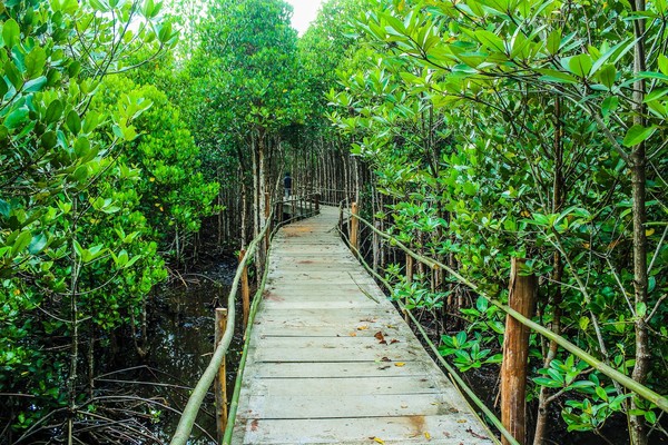 Tinggal di Jakarta yang padat penduduknya dan merupakan kota yang sangat sibuk, kamu masih bisa tetap menikmati keindahan alam hutan mangrove. Salah satunya adalah Taman Wisata Alam Mangrove yang terletak di Pantai Indah Kapuk, Jakarta Utara. Tinggal di Jakarta yang padat penduduknya dan merupakan kota yang sangat sibuk, kamu masih bisa tetap menikmati keindahan alam hutan mangrove. Salah satunya adalah Taman Wisata Alam Mangrove yang terletak di Pantai Indah Kapuk, Jakarta Utara.