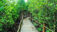 Tinggal di Jakarta yang padat penduduknya dan merupakan kota yang sangat sibuk, kamu masih bisa tetap menikmati keindahan alam hutan mangrove. Salah satunya adalah Taman Wisata Alam Mangrove yang terletak di Pantai Indah Kapuk, Jakarta Utara.