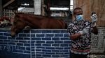 Berbagi Rasa Peduli untuk Kuda Delman di Jakarta Utara