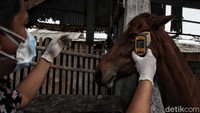 Saat ini setiap kuda di Jakarta  telah memiliki microchip di dalam tubuhnya guna untuk  mempermudah pendataan secara detail kepemilikan kudanya tersebut.