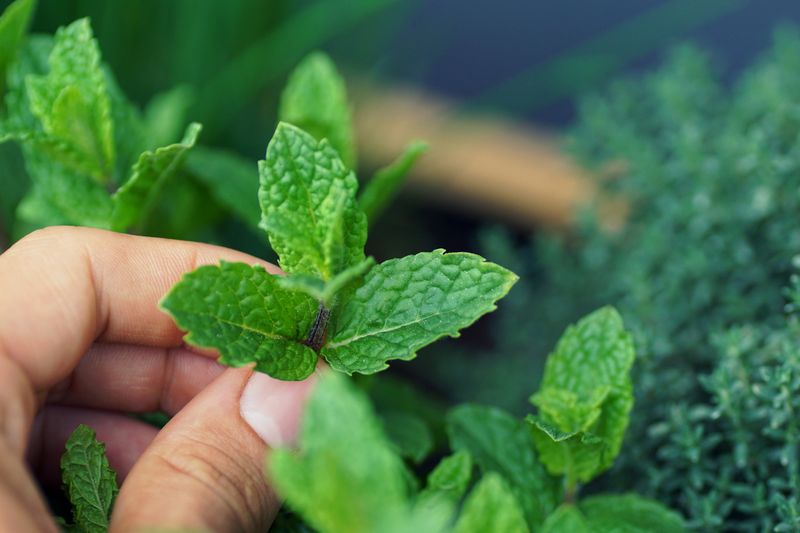 peterseli, sage, thyme, mint, dan daun bawang tumbuh di tempat tidur kayu buatan sendiri di teras