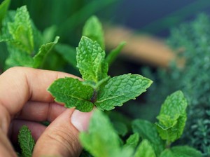 5 Rekomendasi Tanaman Herbal untuk Diet Sehat, Apa Saja?