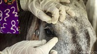 Mulai dari mulut hingga mata dicek oleh dokter hewan tersebut.