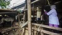 Dokter Evy Alfiani menyuntikkan obat cacing ke kuda-kuda tersebut.