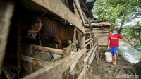Pandemi ini juga berdampak terhadap para pelaku usaha kuda. Mereka mengaku pendapatannya berkurang hingga lebih dari 50%.