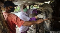 Dinas Ketahanan Pangan, Kelautan dan Pertanian (KPKP) rutin melakukan pemeriksaan gratis terhadap kuda-kuda tersebut.