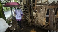 Dokter Evy menyusuri kandang-kandang kuda yang berada di bantaran kali kawasan Kebon Jeruk, Jakbar.