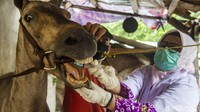 Dokter Evy Alfiani mengecek kesehatan kuda di salah satu kandang di kawasan Kebon Jeruk, Jakarta Barat, Kamis (26/2/2021). 
