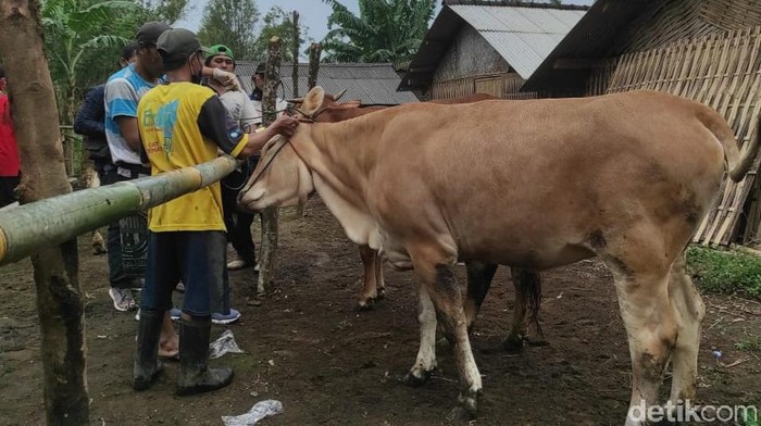 Sebanyak 135 hewan ternak milik warga di lereng Gunung Raung sakit. Hewan ternak itu terdampak abu vulkanik Gunung Raung.