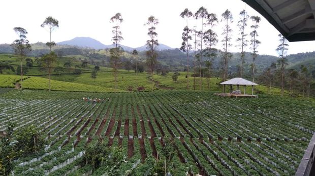 Kebun Strawberry Bandung-BRI