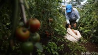 Para petani bergotong royong memanen tomat yang sebelum mulai diawali dengan makan bersama sebagai bentuk rasa syukur kepada Allah SWT. 