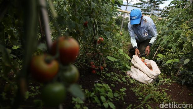 Keseruan Panen Tomat di Pasir Jambu Bandung Petani Gapoktan Regge memanen tomat di kebun di Desa Cukanggenteng, Pasir Jambu, Bandung, Jawa Barat. Yuk, intip foto-fotonya