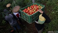 Dalam panen kali ini mengasilkan buah timah sebanyak 1,3 Ton dengan harga per kilogram Rp 3 ribu. Luas lahan yang hari ini dipanen sebesar 300 tumbak (300 x 14 m2).