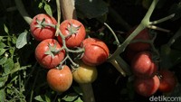 Pemetikan buah tomat dapat dilakukan pada tanaman yang telah berumur 60-100 hari setelah tanam tergantung pada varietasnya. 