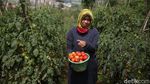 Keseruan Panen Tomat di Pasir Jambu Bandung