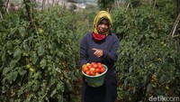 Varietas tomat yang tergolong indeterminatre memiliki umur panen lebih panjang, yaitu berkisar antara 70-100 hari setelah tanam baru bisa dipetik buahnya.