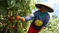 Penentuan waktu panen hanya berdasarkan umur panen tanaman sering kali kurang tepat karena banyak faktor lingkungan yang mempengaruhinya seperti: keadaan iklim setempat dan tanah.