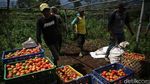 Keseruan Panen Tomat di Pasir Jambu Bandung