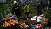 Waktu pemetikan (pagi, siang, sore) juga berpengaruh pada kualitas yang dipanen. 