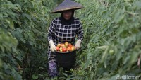 Saat pemetikan buah tomat yang baik adalah pada pagi atau sore hari dan keadaan cuaca cerah. Pemetikan yang dilakukan pada siang hari dari segi teknis kurang menguntungkan karena pada siang hari proses fotosintesis masih berlangsung sehingga mengurangi zat-zat gizi yang terkandung.