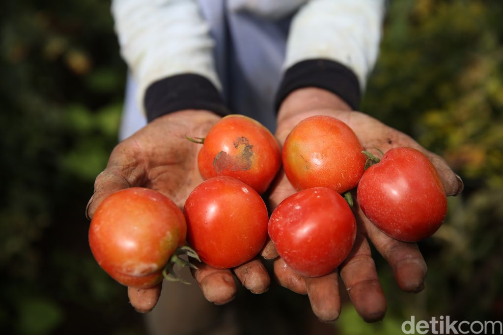Petani Gapoktan Regge memanen tomat di kebun di Desa Cukanggenteng, Pasir Jambu, Bandung, Jawa Barat. Yuk, intip foto-fotonya