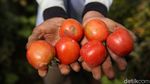 Keseruan Panen Tomat di Pasir Jambu Bandung
