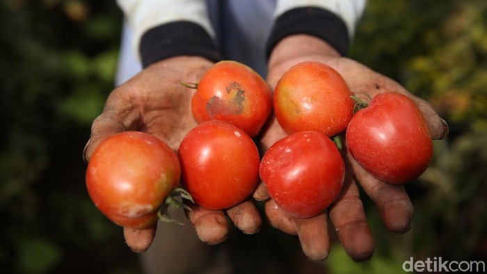 Petani Gapoktan Regge memanen tomat di kebun di Desa Cukanggenteng, Pasir Jambu, Bandung, Jawa Barat. Yuk, intip foto-fotonya