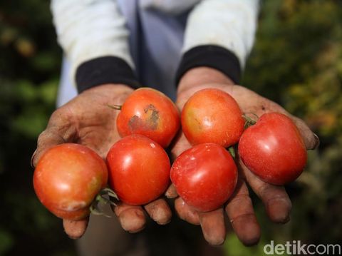 Petani Gapoktan Regge memanen tomat di kebun di Desa Cukanggenteng, Pasir Jambu, Bandung, Jawa Barat. Yuk, intip foto-fotonya