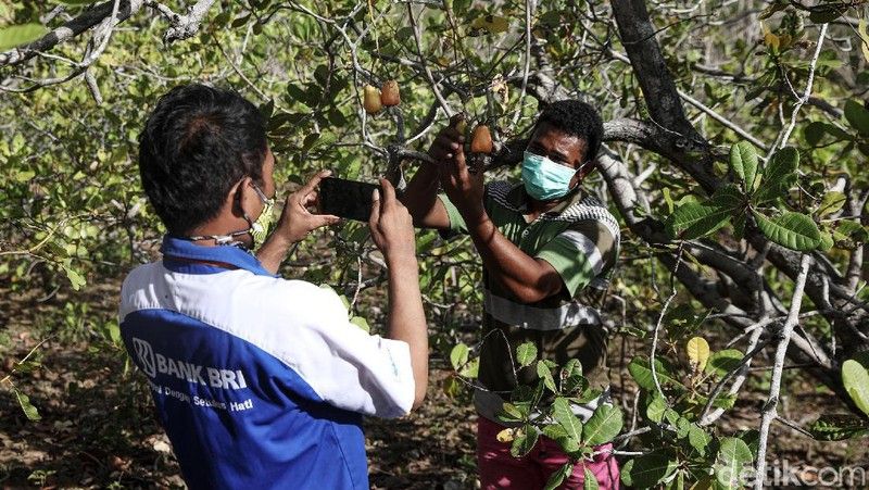 Keterbatasan bukan rintangan untuk memberikan sumbangsih bagi negeri. Prinsip ini dipegang betul oleh para Mantri (tenaga pemasar mikro) BRI yang bertugas meningkatkan kesadaran inklusi  di wilayah 3T (terdepan, terluar dan tertinggal). (Dok: BRI)