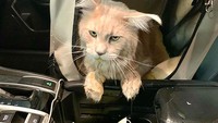 Saat bawa peliharaan untuk jalan-jalan, namun dia mabuk. 