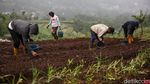 Melihat Proses Penanaman Bawang Merah