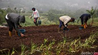 Sebanyak 1,5 ton bibit bawang merah ditanam di lahan seluas 1,5 hektar.