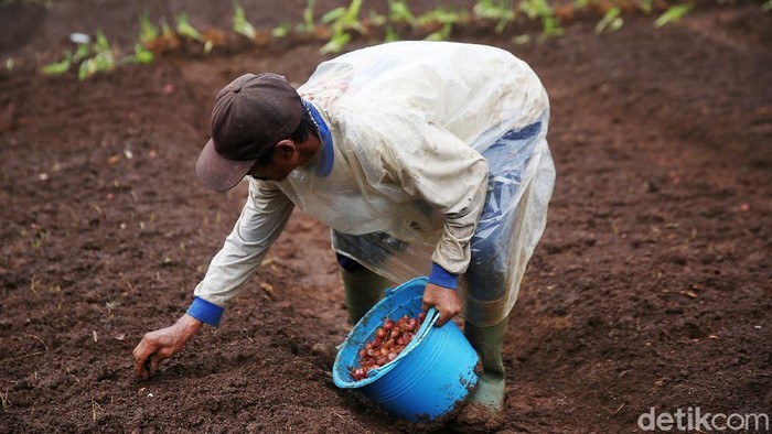 Melihat Proses Penanaman Bawang Merah