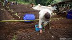 Melihat Proses Penanaman Bawang Merah